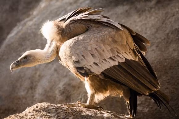 11 loai dong vat tuong nguy hiem nhung hien lanh va vo hai-Hinh-5