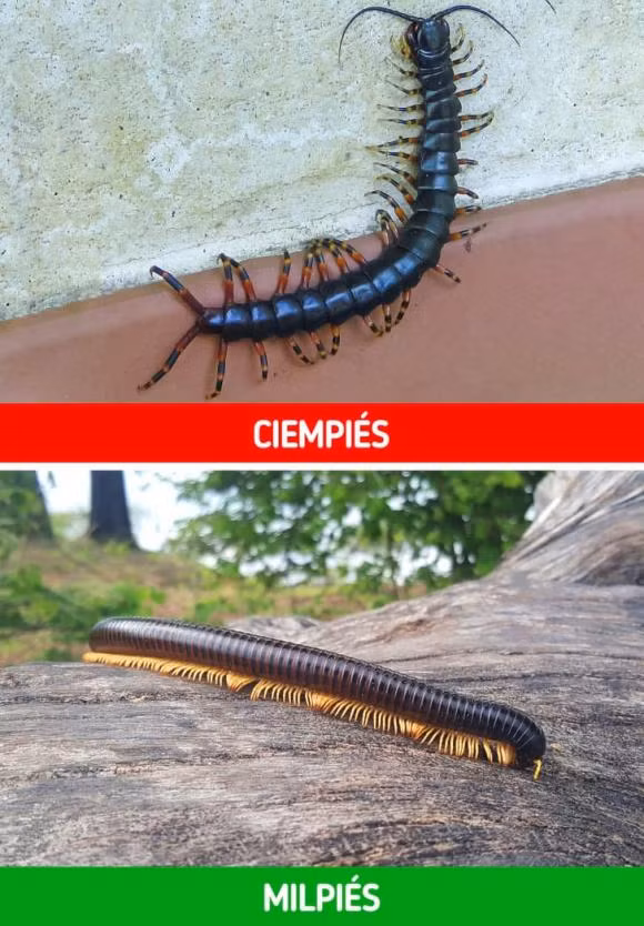 11 loai dong vat tuong nguy hiem nhung hien lanh va vo hai-Hinh-3