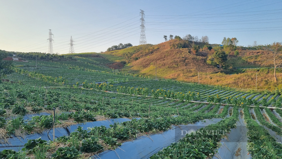Trồng dâu tây bạt ngàn, nông dân tỷ phú Sơn La bán đắt hàng Trong dau tay bat ngan, nong dan ty phu Son La ban dat hang