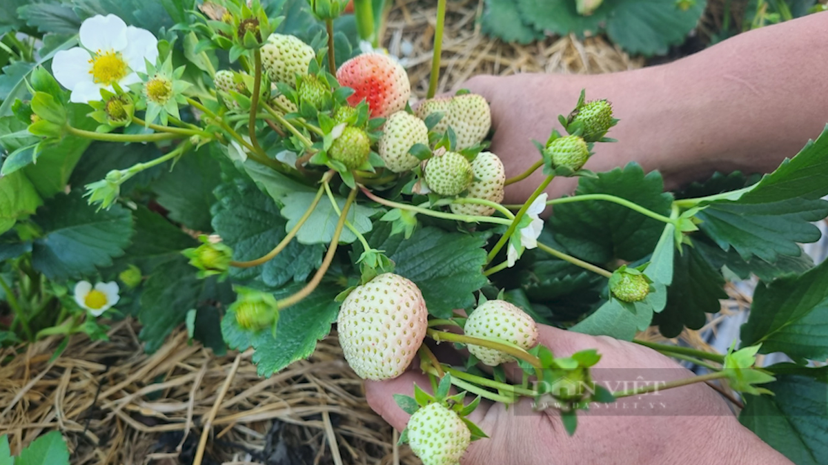 Trồng dâu tây bạt ngàn, nông dân tỷ phú Sơn La bán đắt hàng - Hình 8 Trong dau tay bat ngan, nong dan ty phu Son La ban dat hang-Hinh-8