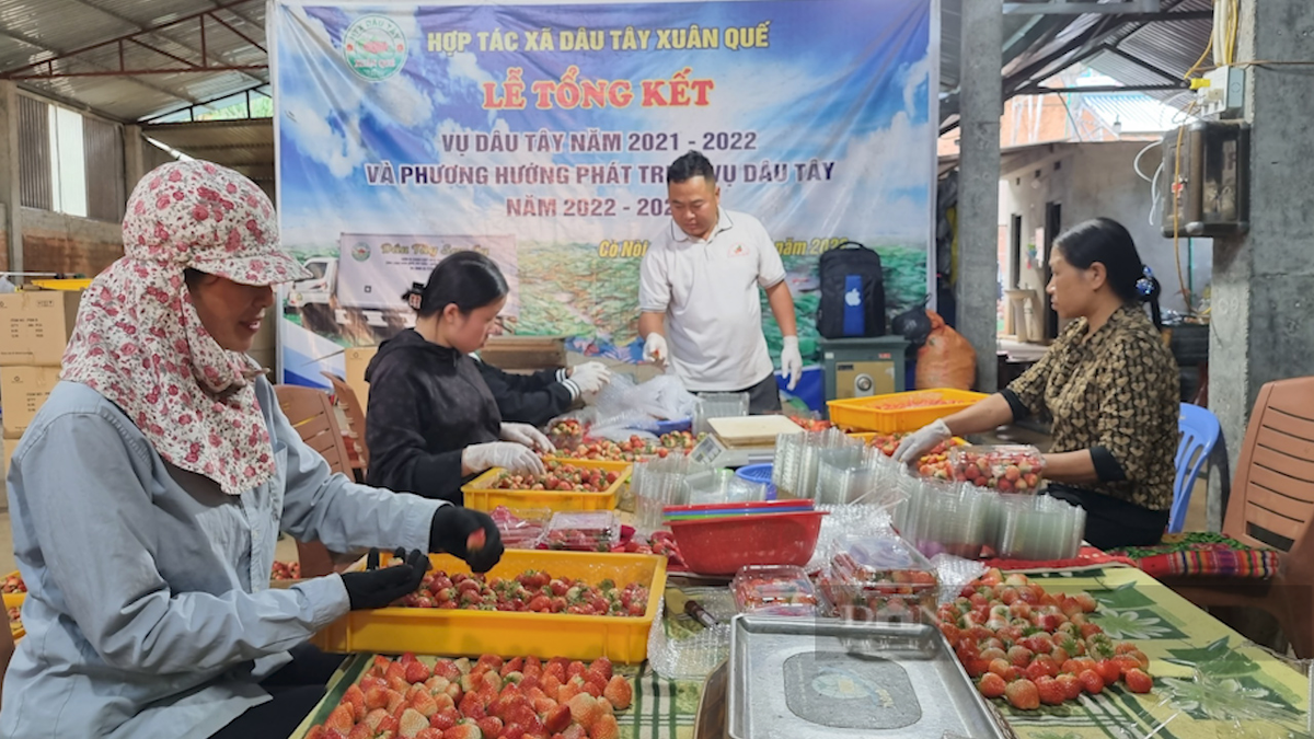 Trồng dâu tây bạt ngàn, nông dân tỷ phú Sơn La bán đắt hàng - Hình 7 Trong dau tay bat ngan, nong dan ty phu Son La ban dat hang-Hinh-7