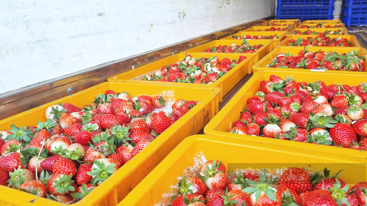 Trồng dâu tây bạt ngàn, nông dân tỷ phú Sơn La bán đắt hàng - Hình 4 Trong dau tay bat ngan, nong dan ty phu Son La ban dat hang-Hinh-4