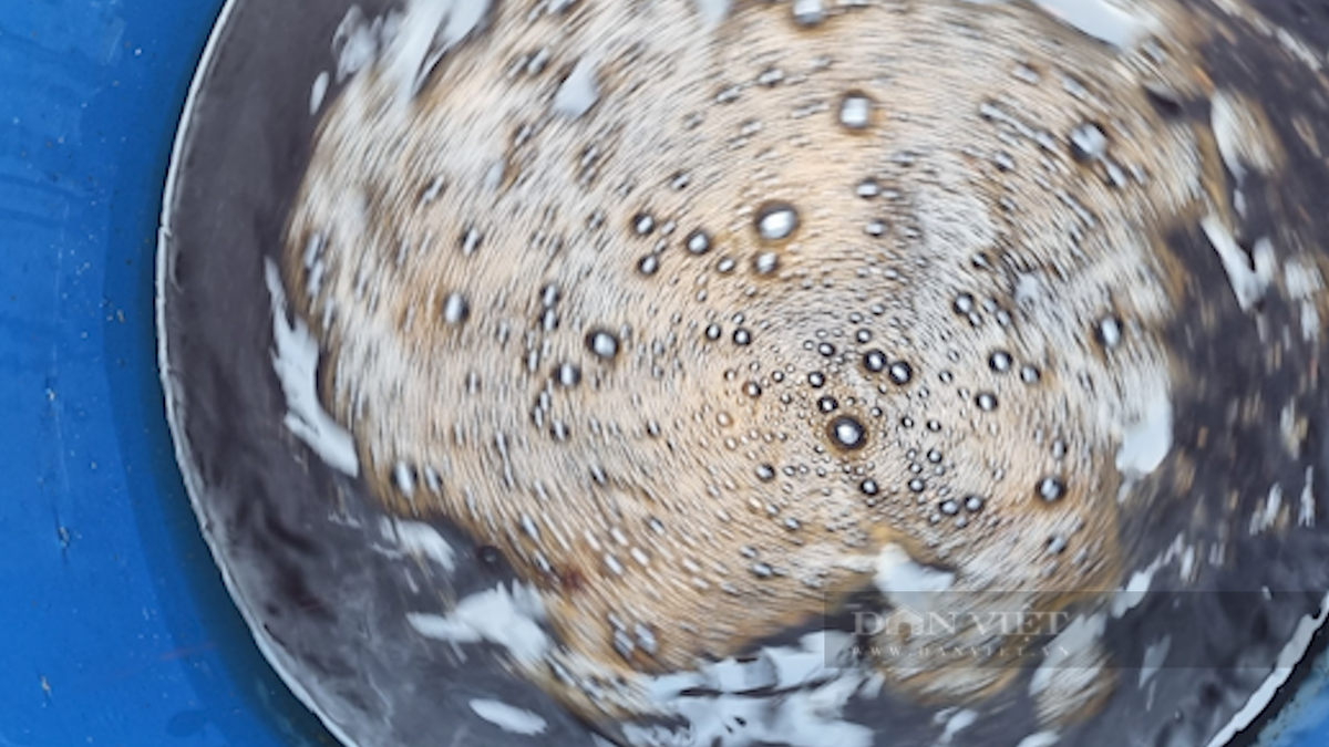 Trồng dâu tây bạt ngàn, nông dân tỷ phú Sơn La bán đắt hàng - Hình 6 Trong dau tay bat ngan, nong dan ty phu Son La ban dat hang-Hinh-6