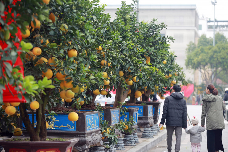 Hà Nội: Trả 90 triệu một gốc bưởi cổ để chơi Tết Quý Mão Ha Noi: Tra 90 trieu mot goc buoi co de choi Tet Quy Mao