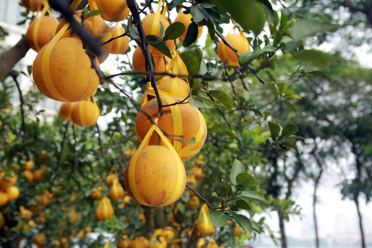 Ha Noi: Tra 90 trieu mot goc buoi co de choi Tet Quy Mao-Hinh-5