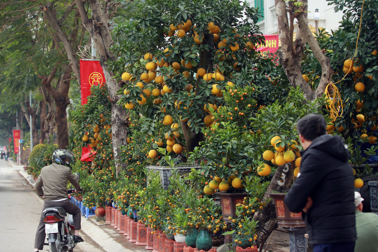 Ha Noi: Tra 90 trieu mot goc buoi co de choi Tet Quy Mao-Hinh-2