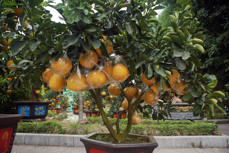 Ha Noi: Tra 90 trieu mot goc buoi co de choi Tet Quy Mao-Hinh-6