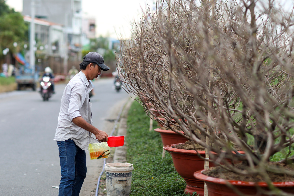 Cũng trong tình trạng tương tự, nhiều chủ vườn mai tại đường Phạm Văn Đồng (TP Thủ Đức), phải dùng thêm nhiều loại thuốc để kích thích ra hoa cho kịp Tết.