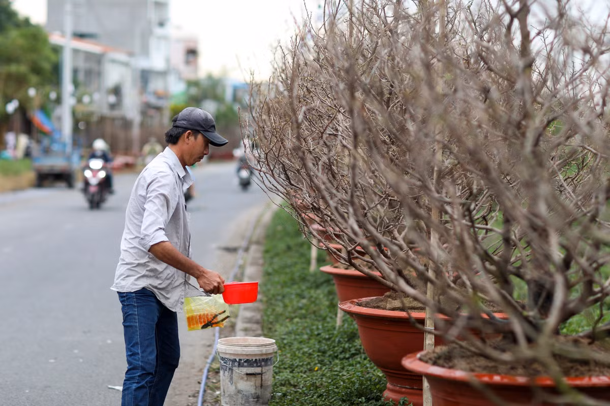 Cũng trong tình trạng tương tự, nhiều chủ vườn mai tại đường Phạm Văn Đồng (TP Thủ Đức), phải dùng thêm nhiều loại thuốc để kích thích ra hoa cho kịp Tết.