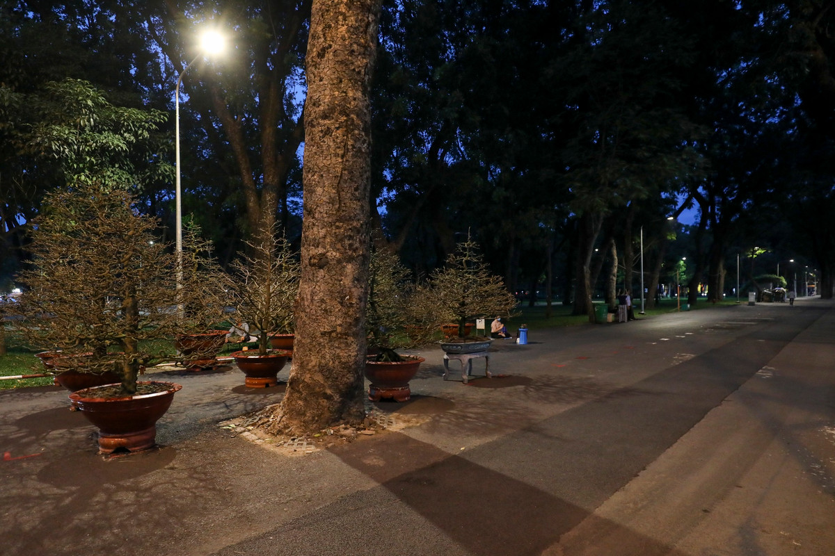 Duy nhất một gian hàng hoa mai tại công viên Gia Định mở bán trong mấy ngày qua. Các gian hàng hoa giấy, quýt kiểng, hướng dương, hoa hồng đều vắng bóng tiểu thương.