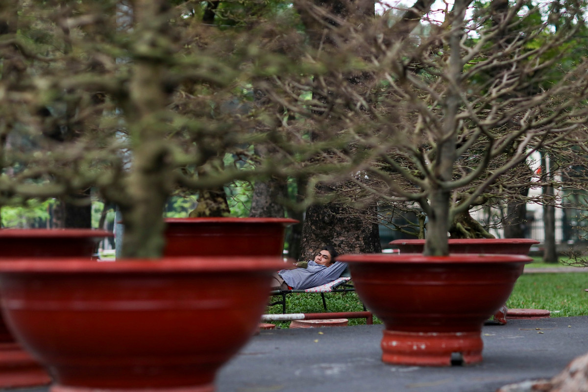 "Năm nay thời tiết lạnh khiến nhiều chậu mai tới giờ vẫn chưa ra nụ, tôi dọn ra sớm để lấy ngày đẹp chứ bữa giờ ít khách hỏi mua lắm", ông Khanh (chủ gian hàng mai) cho biết.