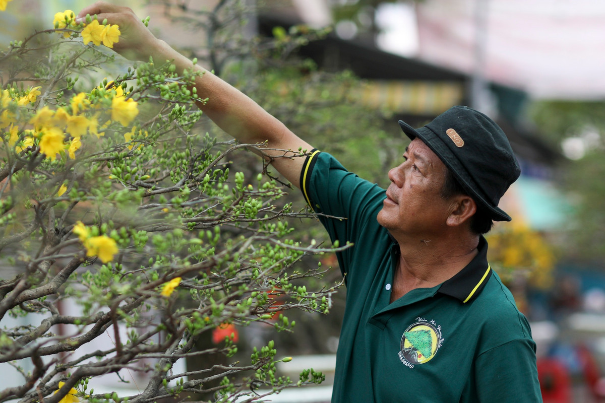 Duy nhất trên tuyến đường Phạm Văn Đồng, vườn mai hơn 100 cây của ông Phương ở TP Thủ Đức đều đã kết nụ, ra hoa. Được biết, ông Phương đã có hơn 30 năm gắn bó với nghề trồng mai cảnh nên có nhiều kinh nghiệm chăm sóc hoa dù thời tiết diễn biến thất thường. Trong đó, một số cây mai từ 20 đến 30 năm tuổi, có giá dao động từ 100 đến 300 triệu đồng.