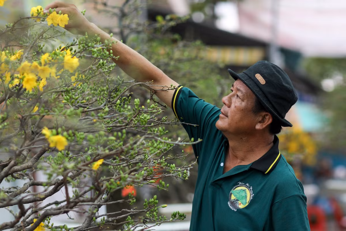 Duy nhất trên tuyến đường Phạm Văn Đồng, vườn mai hơn 100 cây của ông Phương ở TP Thủ Đức đều đã kết nụ, ra hoa. Được biết, ông Phương đã có hơn 30 năm gắn bó với nghề trồng mai cảnh nên có nhiều kinh nghiệm chăm sóc hoa dù thời tiết diễn biến thất thường. Trong đó, một số cây mai từ 20 đến 30 năm tuổi, có giá dao động từ 100 đến 300 triệu đồng.