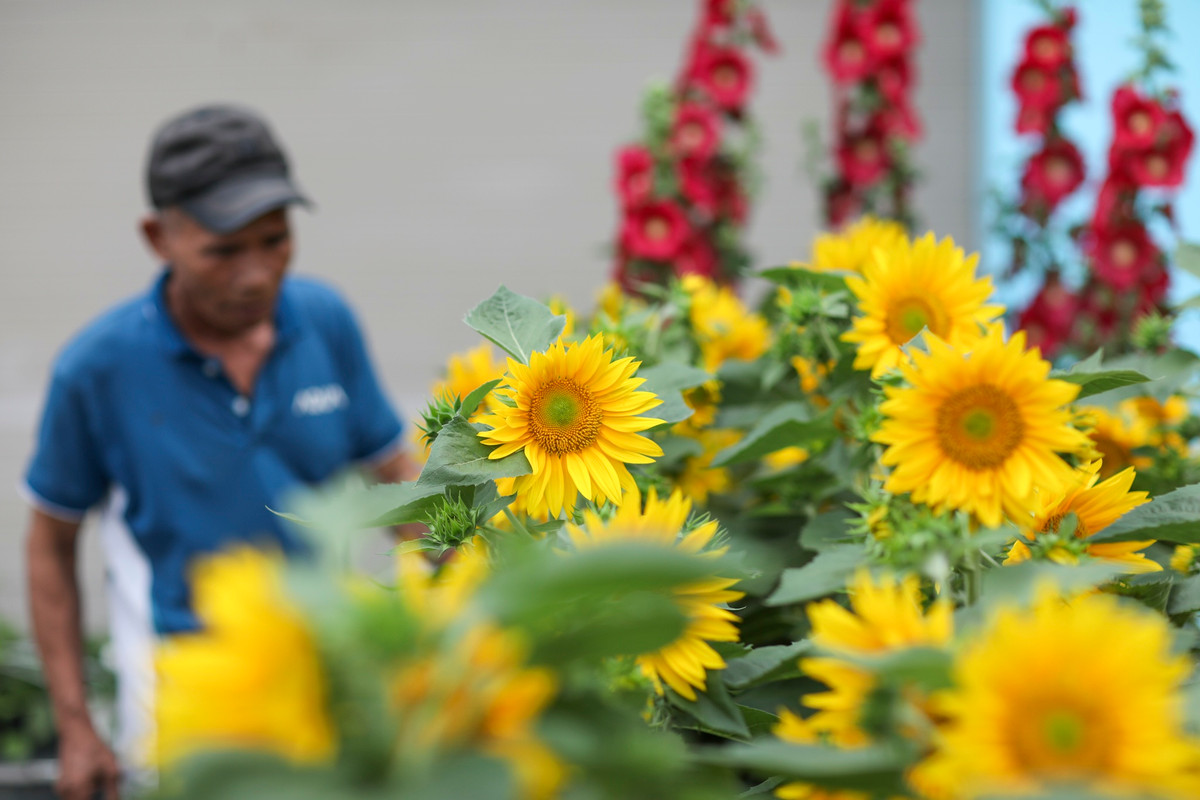 Ghi nhận trên tuyến đường Phạm Văn Đồng đoạn qua địa bàn TP Thủ Đức chỉ lác đác vài cửa hàng mở bán các loại hoa hướng dương, hoa giấy, quất cảnh... và ít khách hỏi mua.