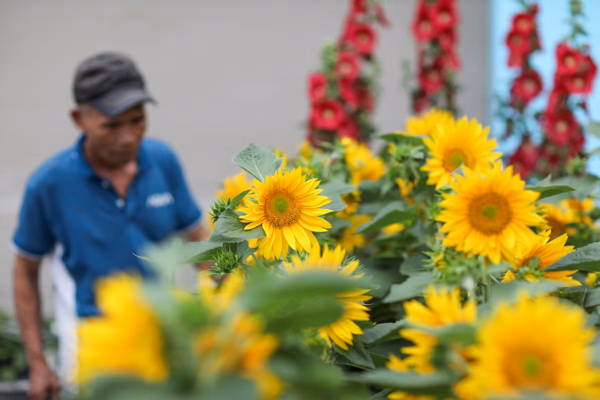 Ghi nhận trên tuyến đường Phạm Văn Đồng đoạn qua địa bàn TP Thủ Đức chỉ lác đác vài cửa hàng mở bán các loại hoa hướng dương, hoa giấy, quất cảnh... và ít khách hỏi mua.