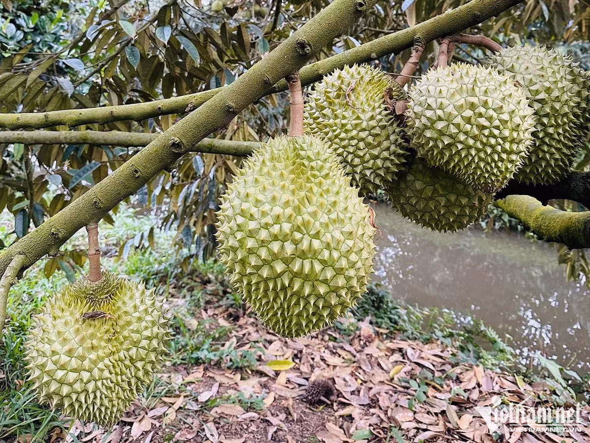 Sau rieng sot chua tung co, noi lo quay ve thoi 'buon chuyen'