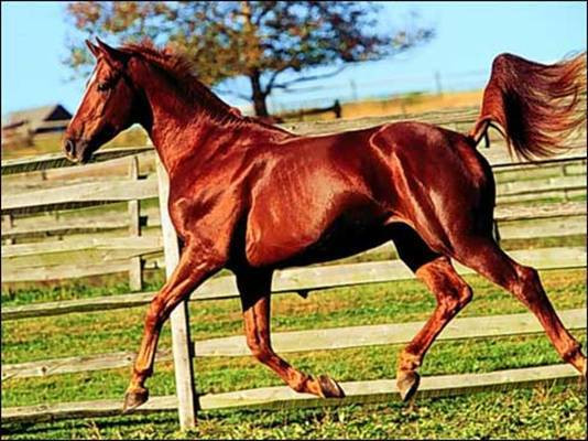 Loài ngựa Xích Thố giúp Lữ Bố, Quan Vũ vang danh thiên hạ - Hình 5 Loai ngua Xich Tho giup Lu Bo, Quan Vu vang danh thien ha-Hinh-5