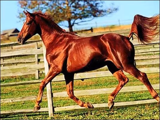 Loai ngua Xich Tho giup Lu Bo, Quan Vu vang danh thien ha-Hinh-5