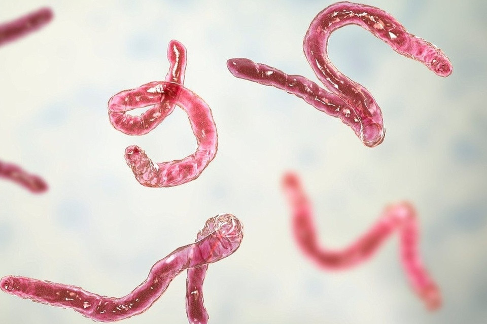 San thuong ky sinh o bo phan nao cua con nguoi?