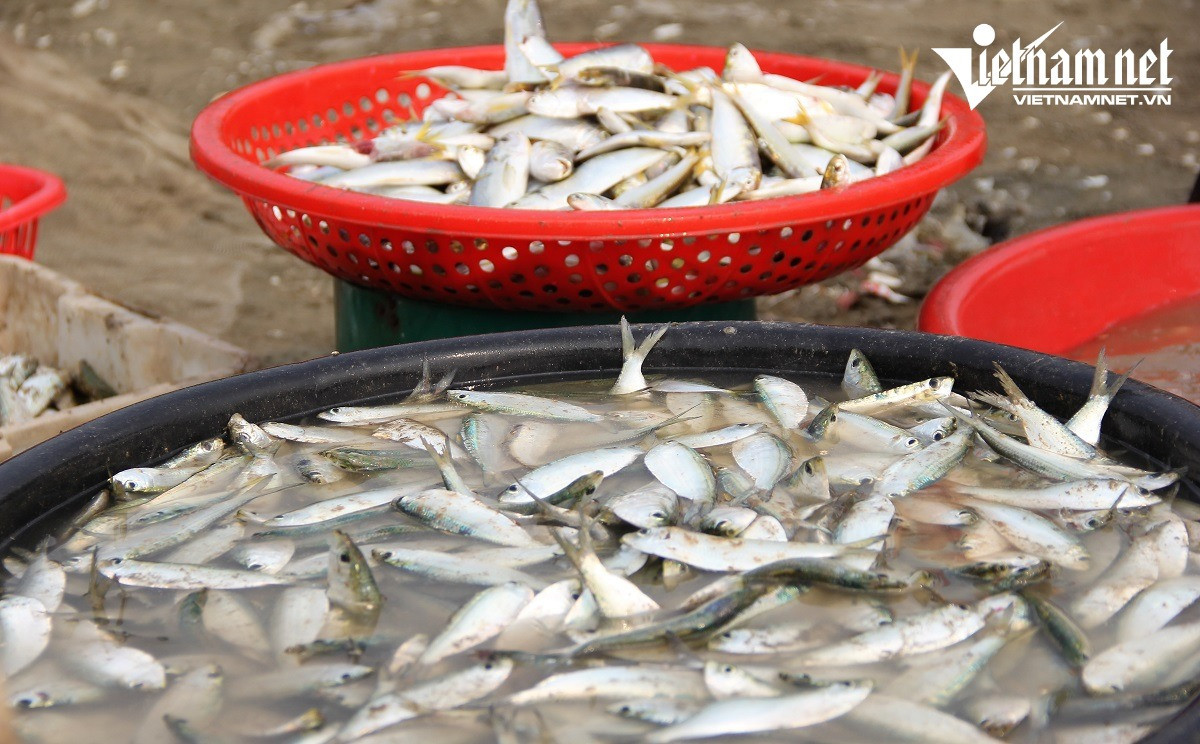 Ngu dan Nghe An kiem tien trieu moi sang-Hinh-6