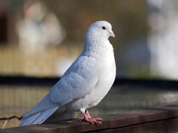 3 loai thit nay chinh la thuoc bo thuong hang cua Dong y-Hinh-5