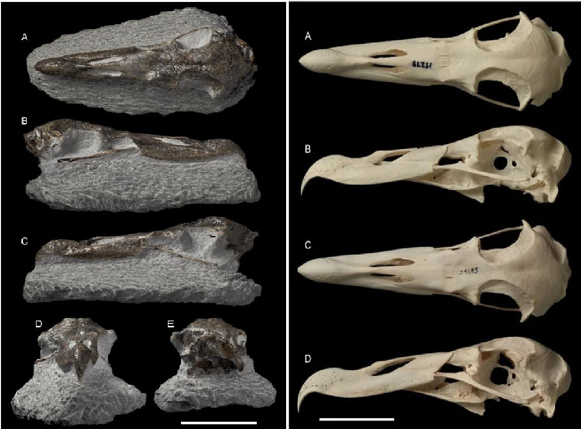 Phát hiện hải âu quái vật sát thủ như thằn lằn bay - Hình 2 Phat hien hai au quai vat sat thu nhu than lan bay-Hinh-2
