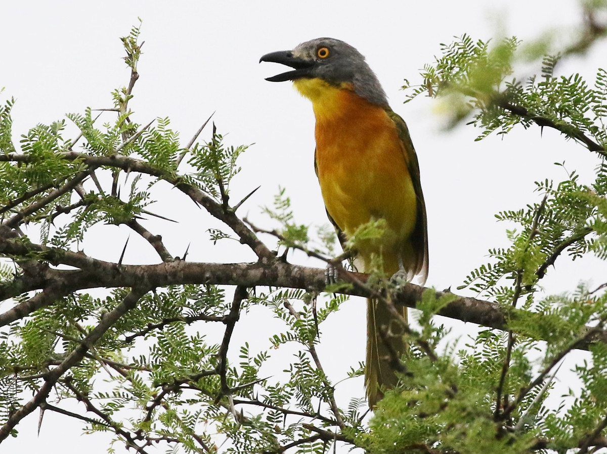 Loài chim sát thủ chọc mù mắt và hạ gục rắn độc Châu Phi Loai chim sat thu choc mu mat va ha guc ran doc Chau Phi