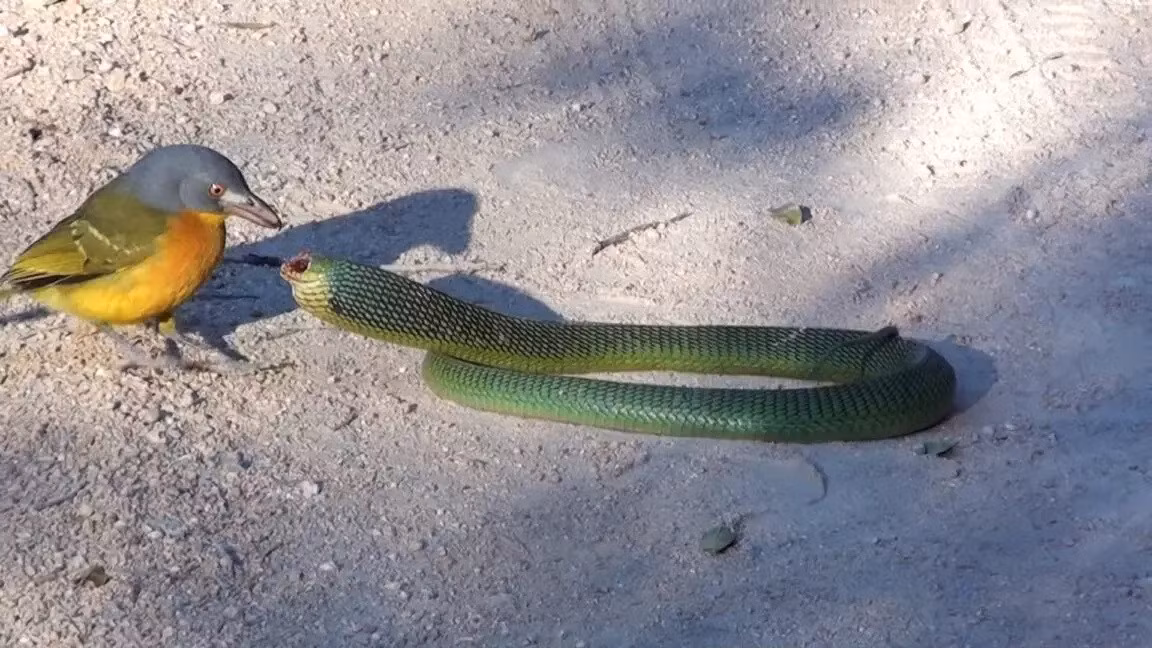 Loai chim sat thu choc mu mat va ha guc ran doc Chau Phi-Hinh-3