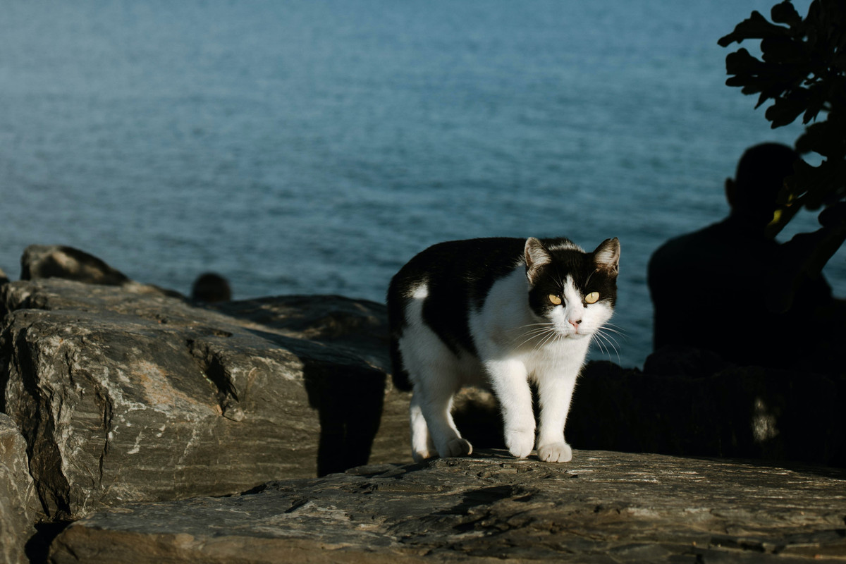 Nhung cuon sach giup 'giai ma' meo cung dang doc-Hinh-3