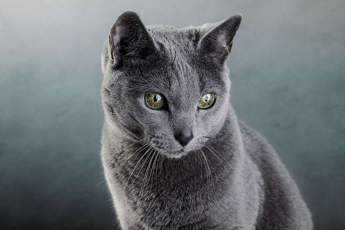 Russian Blue: Giống mèo này có tên tiếng Việt là mèo Nga mắt xanh. Đây là giống mèo khá hiền và thích quấn quýt bên chủ. Giá bán của loài mèo này khoảng 3.000 USD. Ảnh: Nailia Schwarz.
