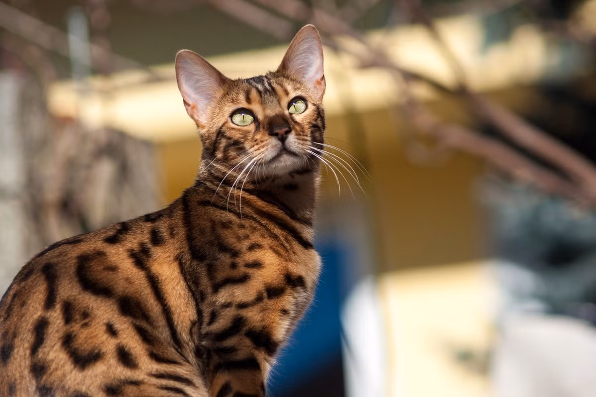 Bengal: Loài Bengal là mèo nhà nhưng sở hữu những đặc điểm tương tự mèo hoang dã. Mèo Bengal được lai tạo giữa mèo báo và mèo nhà. Giá của chúng dao động khoảng 25.000 USD. Ảnh: Krappweis.