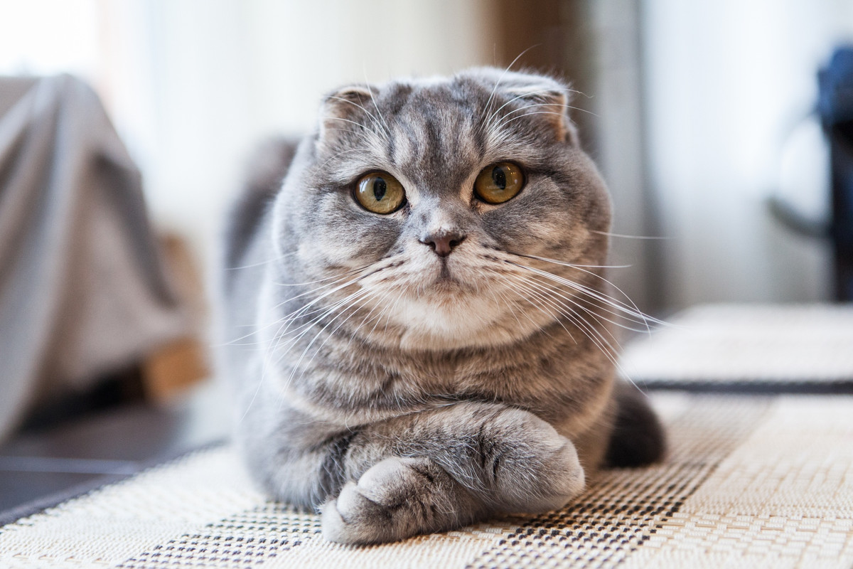 Scottish Fold: Tại Việt Nam, giống mèo này còn được biết đến với tên gọi là mèo tai cụp. Đây là giống mèo nhà bị đột biến sinh học tự nhiên. Điều này khiến cho tai của chúng bị bẻ ra phía trước. Loài mèo này có thể được rao bán với mức giá 3.000 USD. Ảnh: Lafar.
