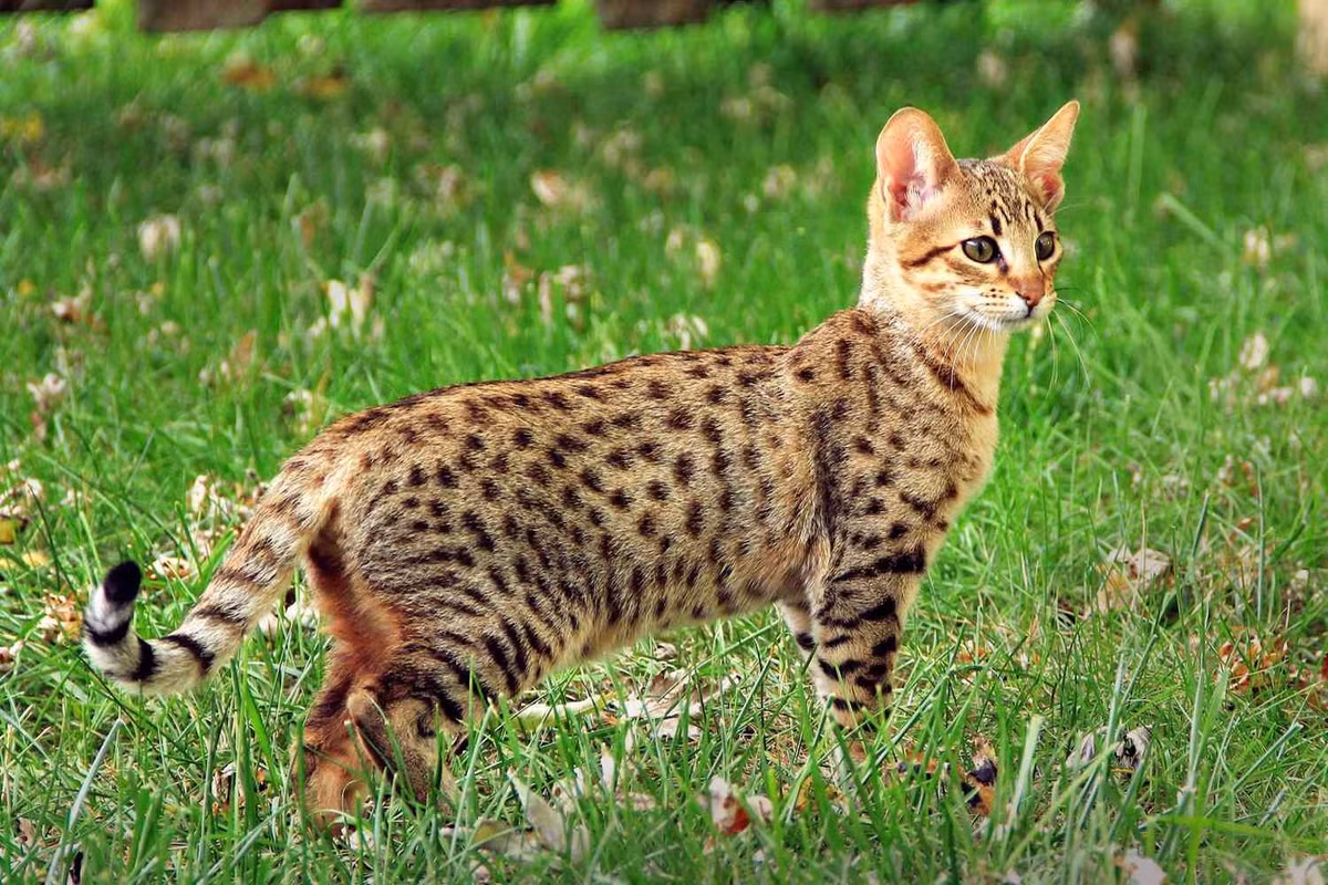 Savannah: Mèo Savannah là giống mèo lai giữa linh miêu và mèo nhà. Những con Savannah thế hệ đầu có cân nặng từ 8 đến 23 kg. Giá bán của chúng có thể lên tới 50.000 USD. Ảnh: Lindasj22.