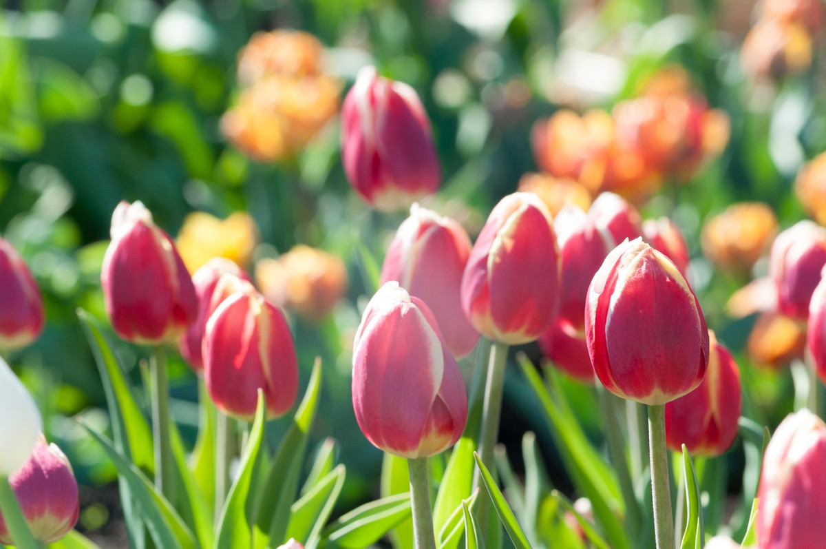 Sinh vào 5 ngày Âm lịch này, cả đời không gặp tai ương - Hình 3 Sinh vao 5 ngay Am lich nay, ca doi khong gap tai uong-Hinh-3