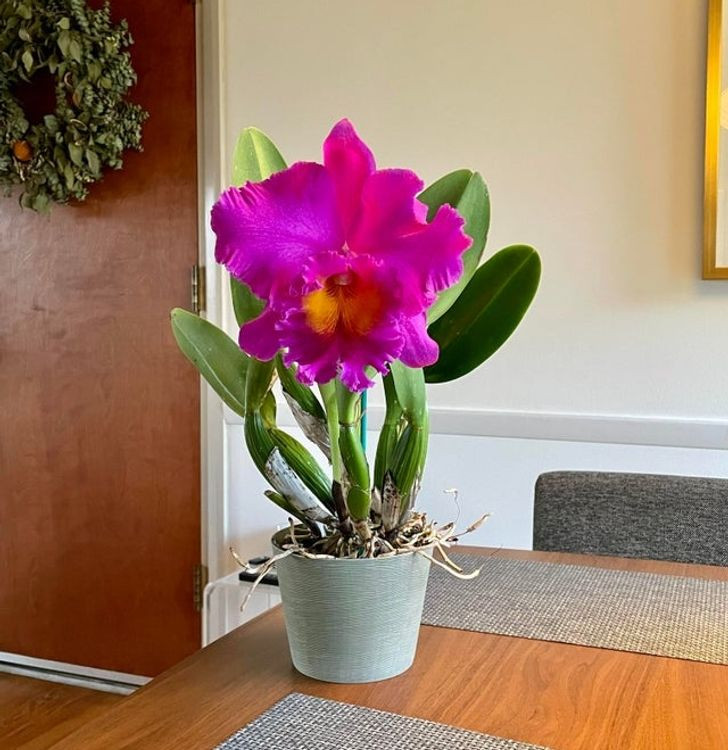 8 loai cay canh co the giup can bang do am trong nha-Hinh-7