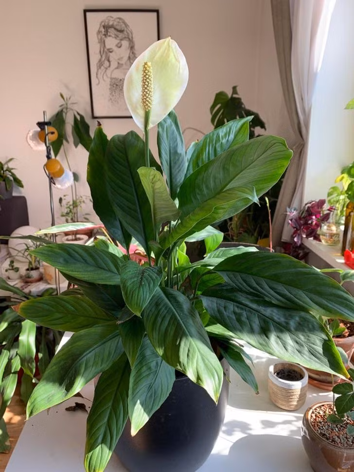 8 loai cay canh co the giup can bang do am trong nha-Hinh-2