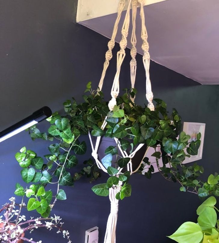 8 loai cay canh co the giup can bang do am trong nha