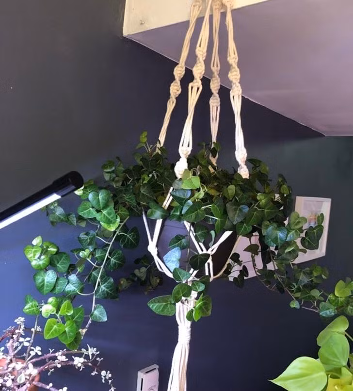 8 loai cay canh co the giup can bang do am trong nha