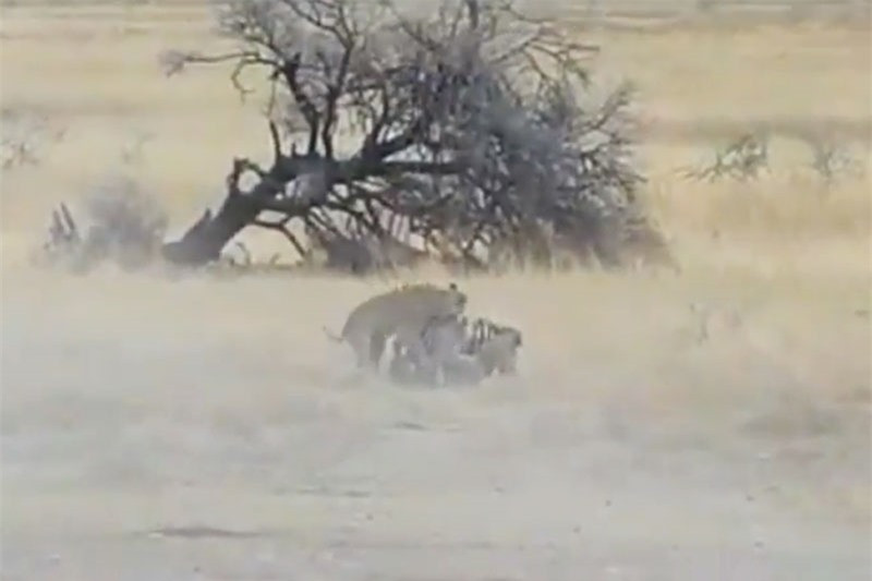 Clip: Phục kích tài tình, sư tử tóm gọn 2 con ngựa vằn ảnh 1 Clip: Phục kích tài tình, sư tử tóm gọn 2 con ngựa vằn ảnh 1