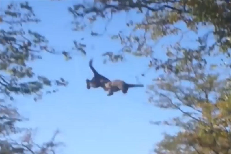 Video: Báo đốm suýt chết vì… “đói quá hóa liều” Video: Bao dom suyt chet vi… “doi qua hoa lieu”