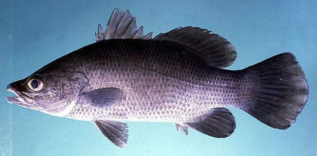 Nhung loai ca nay nen mua ngay boi ca ngot thit, it xuong-Hinh-4