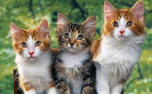 Nhung tuoi pham Thai Tue 2023 nhung loc vang van day lung