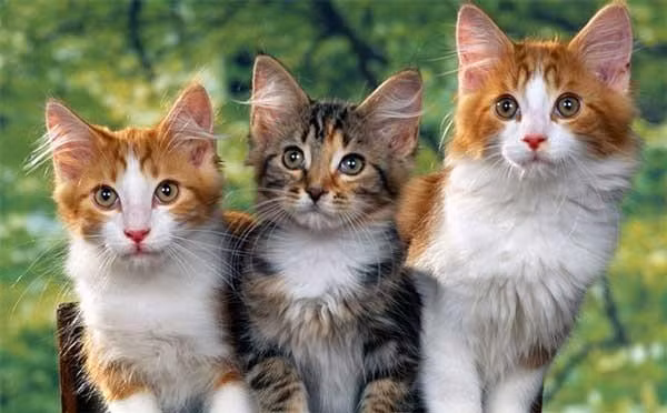 Nhung tuoi pham Thai Tue 2023 nhung loc vang van day lung