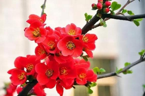 “Gia dinh co bon dieu nay, luon co phuc” nghia la gi?-Hinh-2