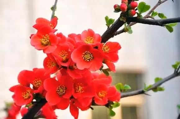 “Gia dinh co bon dieu nay, luon co phuc” nghia la gi?-Hinh-2