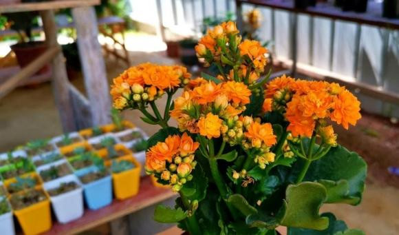 Sau Tet Nguyen dan, 5 loai hoa tai cho hoa se giam gia-Hinh-6