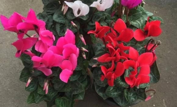 Sau Tet Nguyen dan, 5 loai hoa tai cho hoa se giam gia-Hinh-9