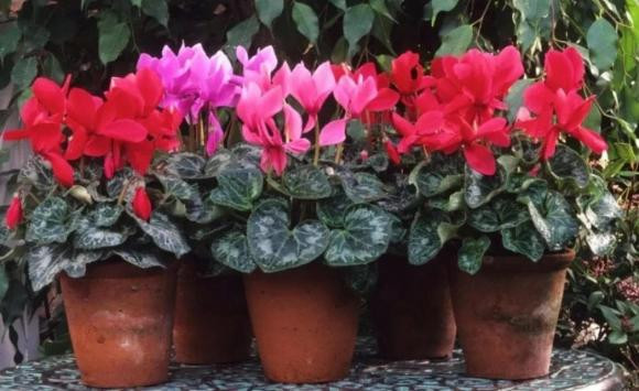 Sau Tet Nguyen dan, 5 loai hoa tai cho hoa se giam gia-Hinh-10