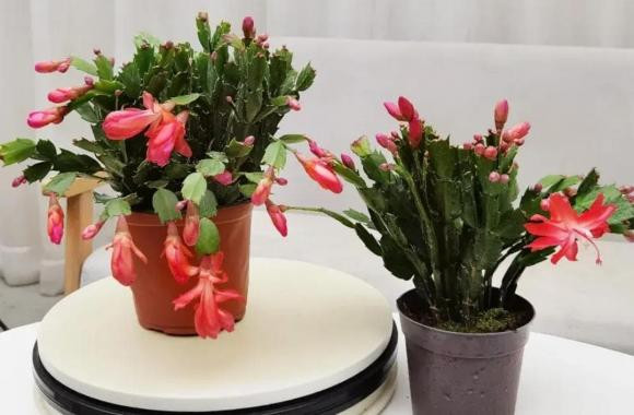 Sau Tet Nguyen dan, 5 loai hoa tai cho hoa se giam gia-Hinh-8