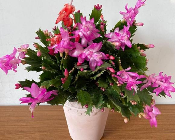 Sau Tet Nguyen dan, 5 loai hoa tai cho hoa se giam gia-Hinh-7